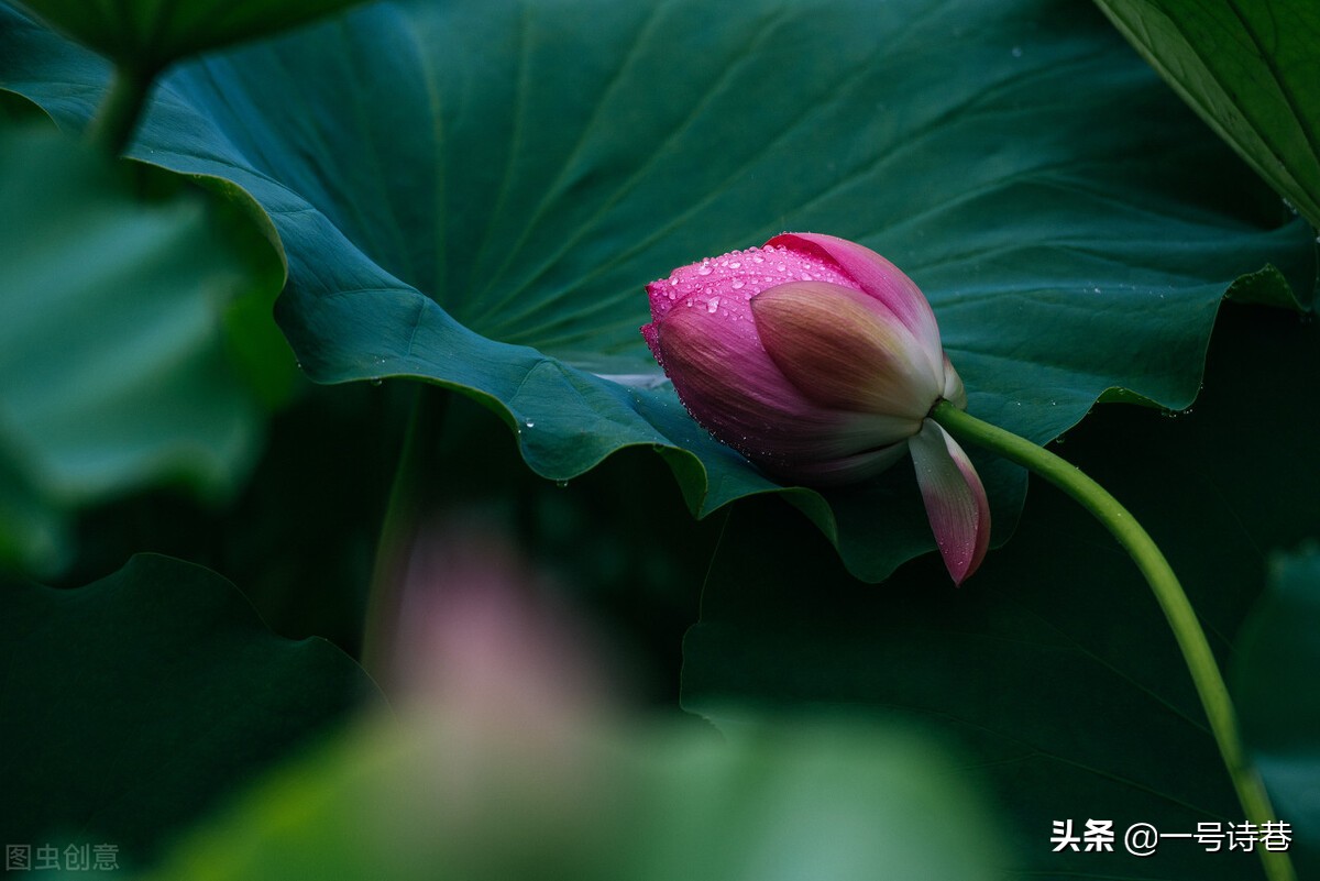 8首詩寫荷花:定格夏天之美,讓詩懷為其醉一回