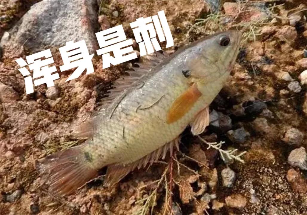 攀鲈鱼多少钱一斤(过草地) - 价格百科