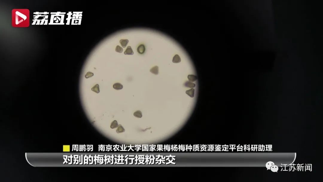 20年坚守三代人奋斗，这群&ldquo;最懂梅花的人&rdquo;，终于开出最美的花