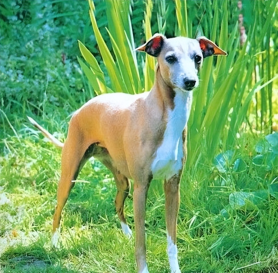 意大利灵缇犬,可爱又娇小,养了绝不后悔