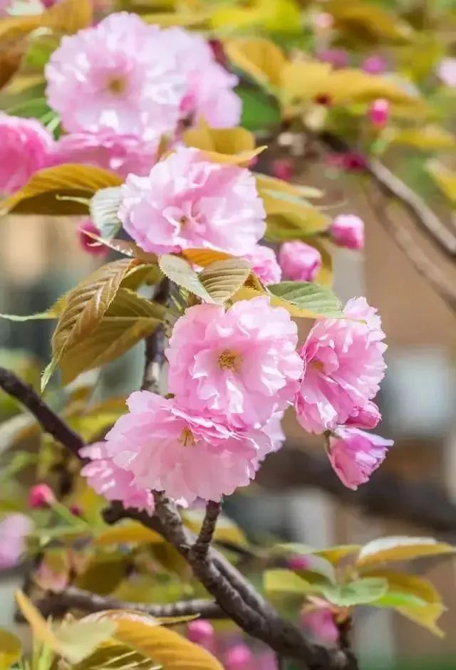 又到了樱梅桃李梨杏海棠……盛开的季节！脸盲吗？看这个
