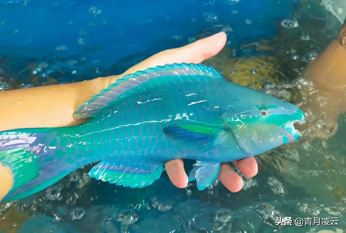 海鲜~海产品图鉴(四)