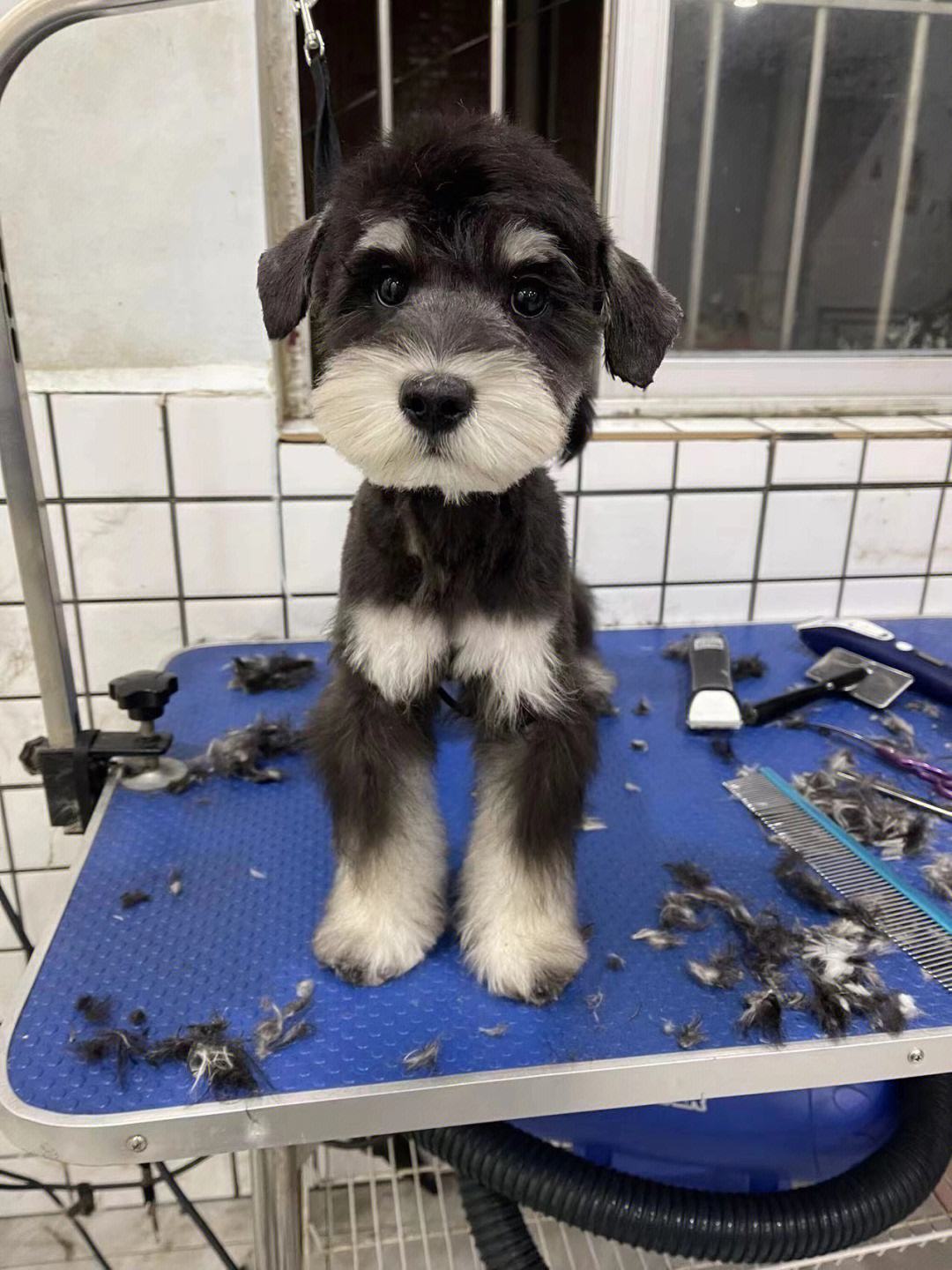 雪纳瑞多少钱 雪纳瑞幼犬多少钱一只-北京百科网