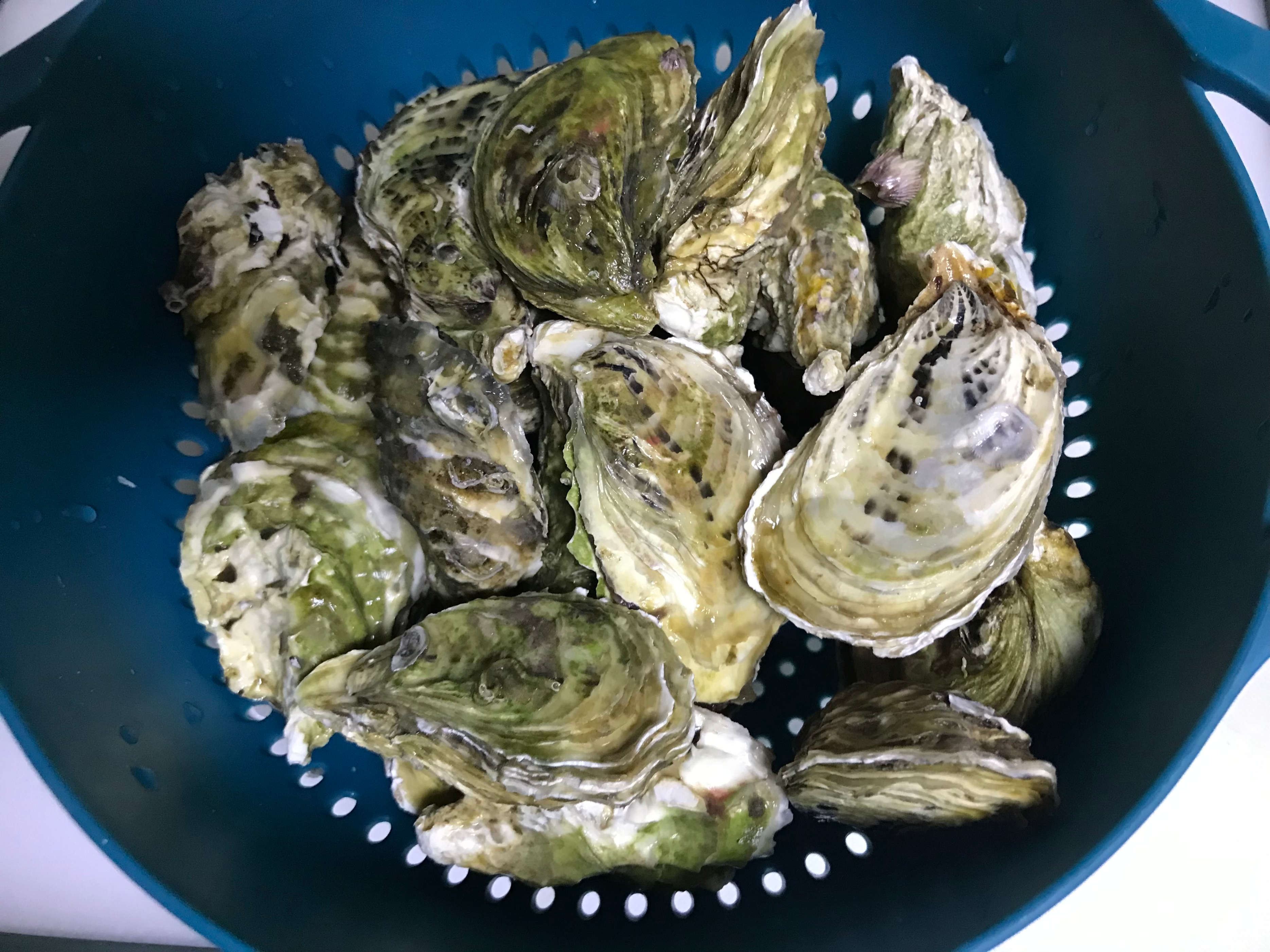 图片[5]-【清蒸生蚝】做法步骤图 味道鲜美又营养 别错过-起舞食谱网