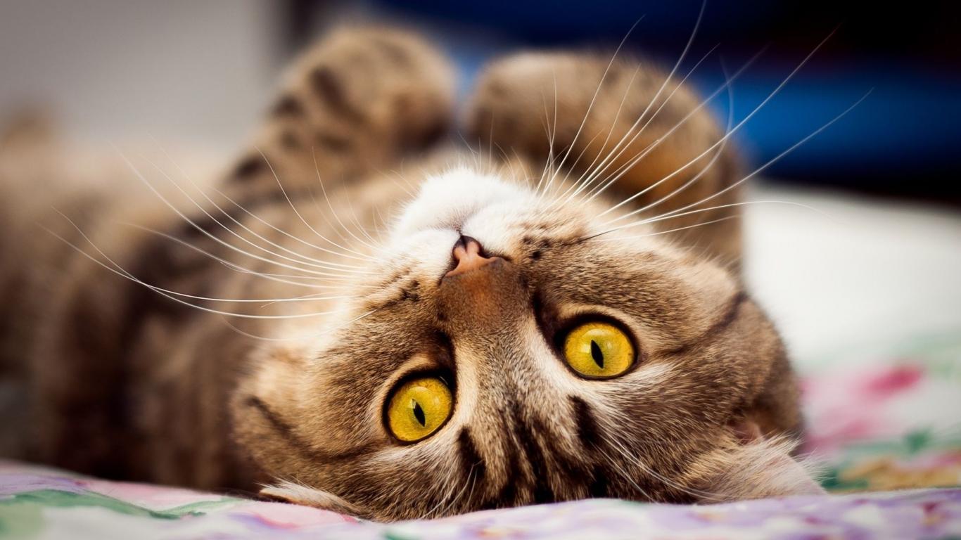 猫咪半夜喵叫，可能有这些原因