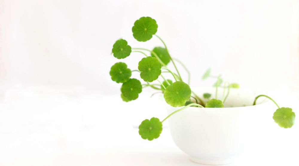 春季家居攻略，用绿植打造自然风，让你的家居时尚起来