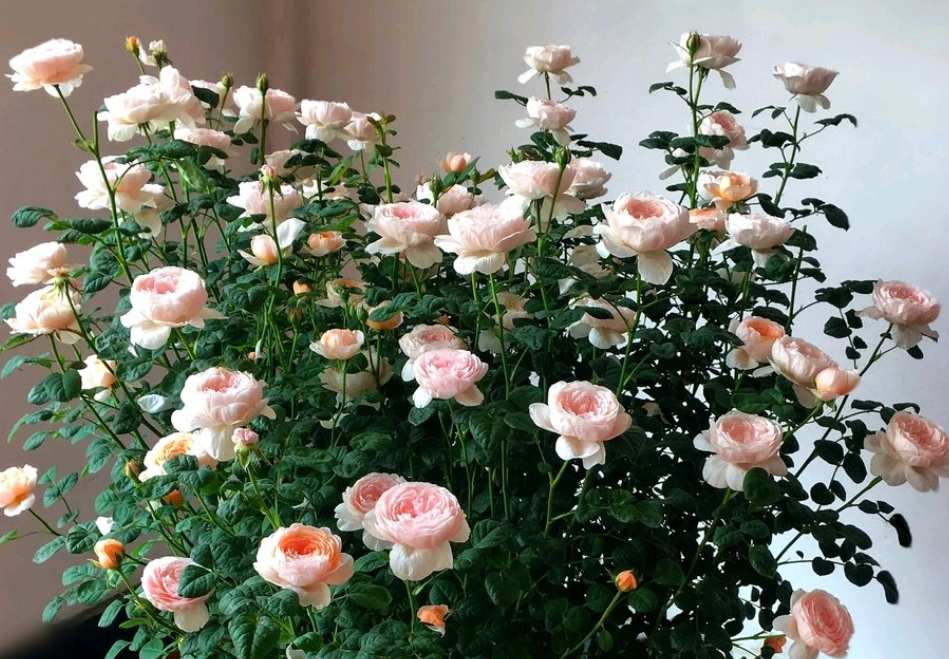 瑞典女王月季優缺點</h2>

<p>　　當然，養花種草雖然是好事情，但是花草的打理卻是一件難事。</p>

<p>　　所以，喜歡養花，卻局限于各種條件，無法選擇高檔難養的花卉植物，不如就試試月季。</p>

<p>　　而今天所要推薦的月季，名為瑞典女王，是一種花香濃郁，且蟲害少的月季，具備非常高的觀賞價值。</p>

<p>　　<img alt=