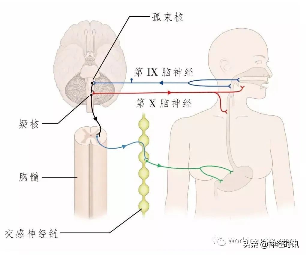 神经元结构图（高中生物神经元结构图）-第25张图片-昕阳网