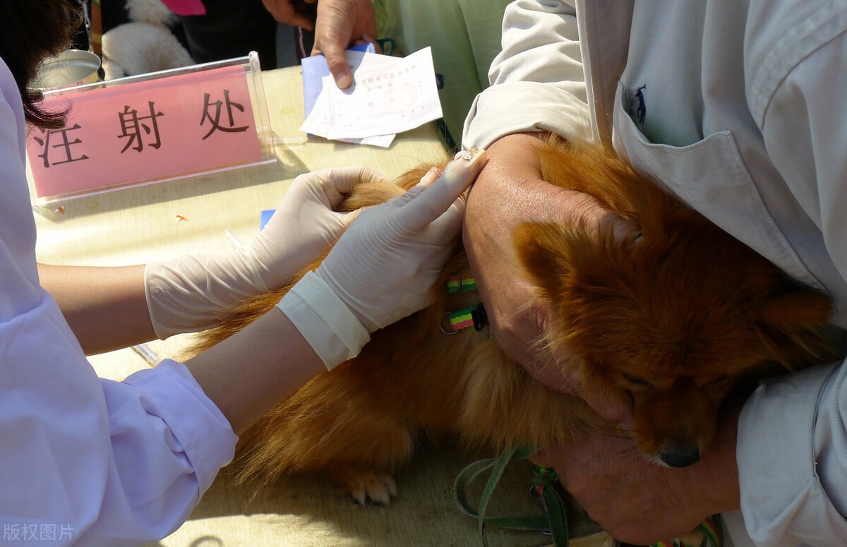 中国狂犬病防治真的走错路了？疫苗到底该给人打，还是给狗打？
