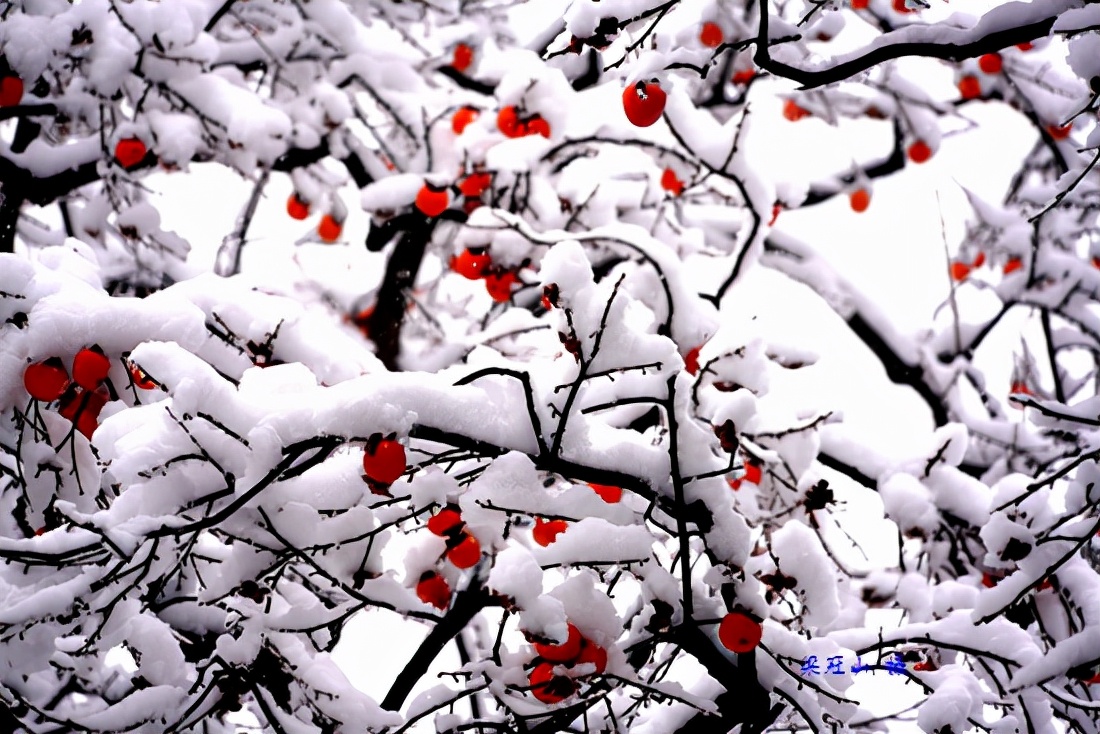 感恩大自然的馈赠“花果揪雪韵”