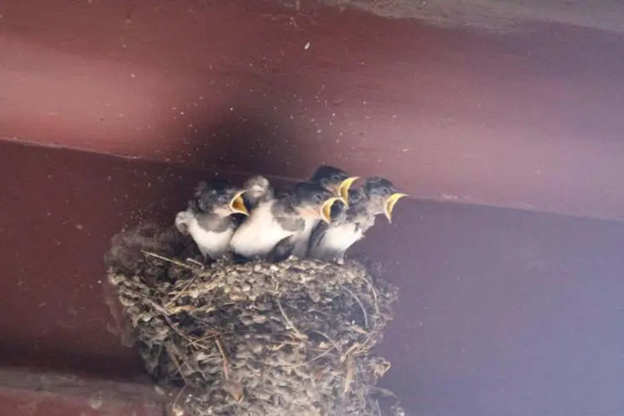 除了有着南迁和生活在高大建筑中的习惯,雨燕的捕食习惯也促使它成为