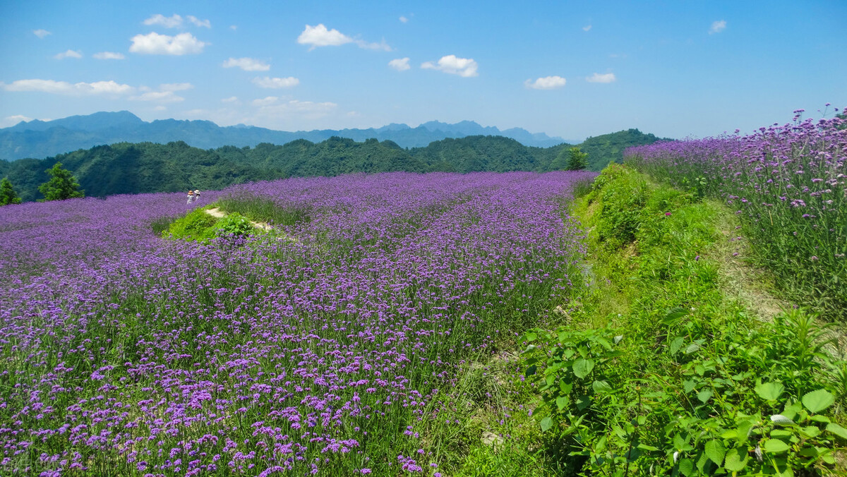盛夏时节的花海秘境，一起奔赴四川的草原花海，夏日清新感十足