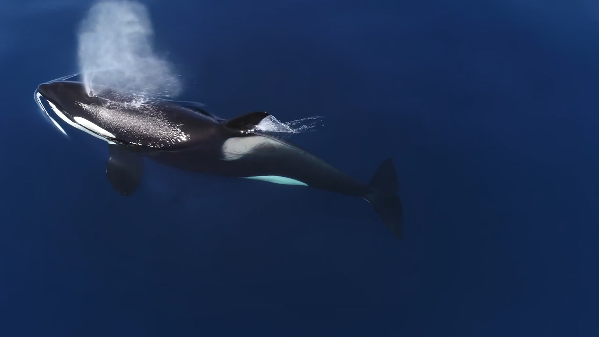 虎鲸的资料（为什么虎鲸可以轻松杀死大白鲨）