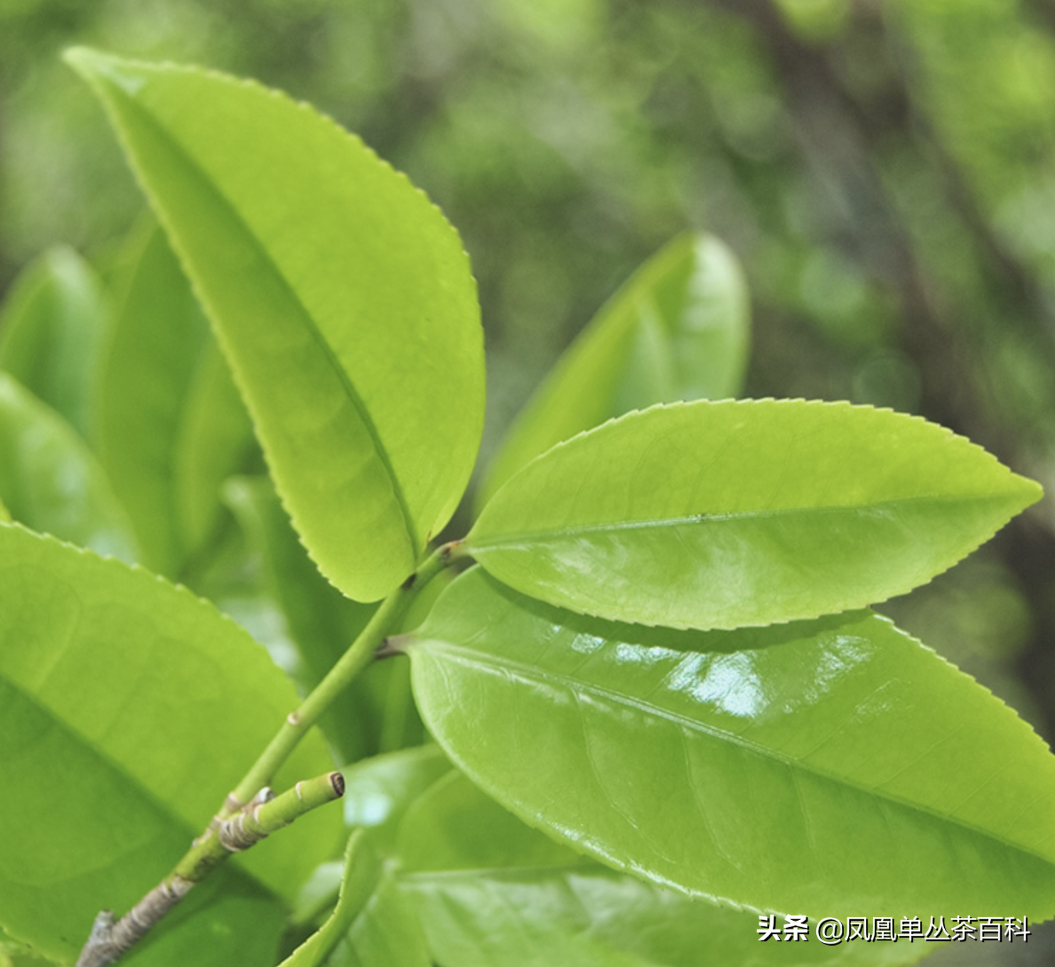 单枞的十大香型（单枞的十大香型有哪些）-第4张图片-科灵网