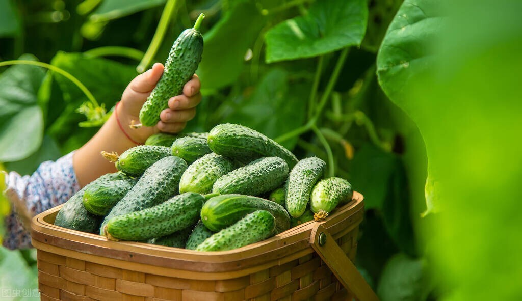 夏季天然“绿色食品”排行榜！冬瓜倒数第一，黄瓜第2，建议了解