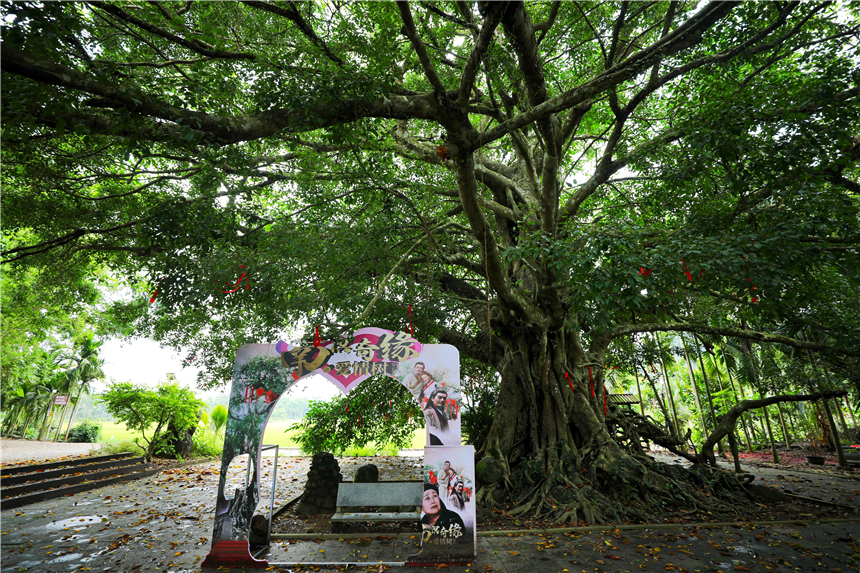自驾海南，探寻雨林秘境，黎族村落到茶园深处，4天3晚游玩全攻略
