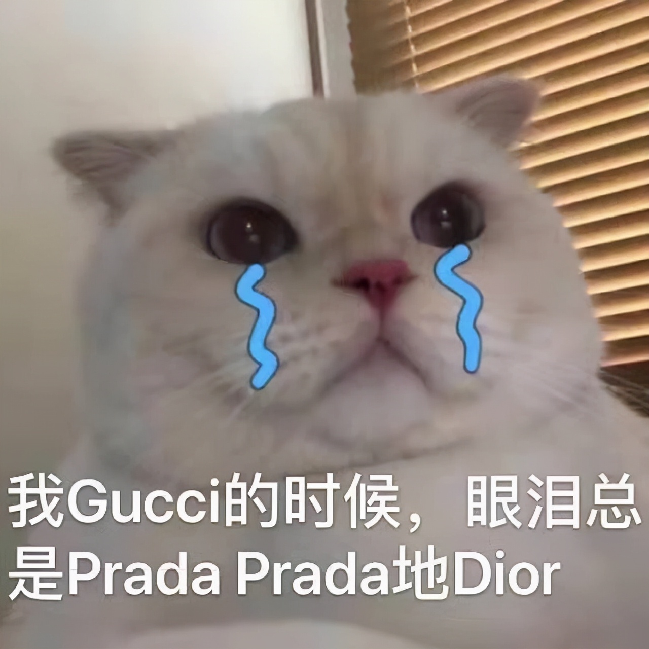 小猫经常流泪？菲尔顿：跟伤不伤心无关