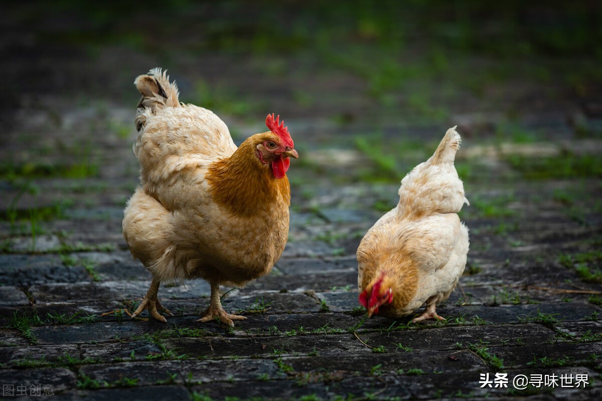 买鸡时,内行人专买散养土鸡,肉质紧实鲜嫩,看完涨知识了