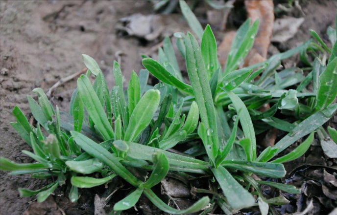 9种常见的野菜,比青菜还好吃,解腻又养人,看见别错过