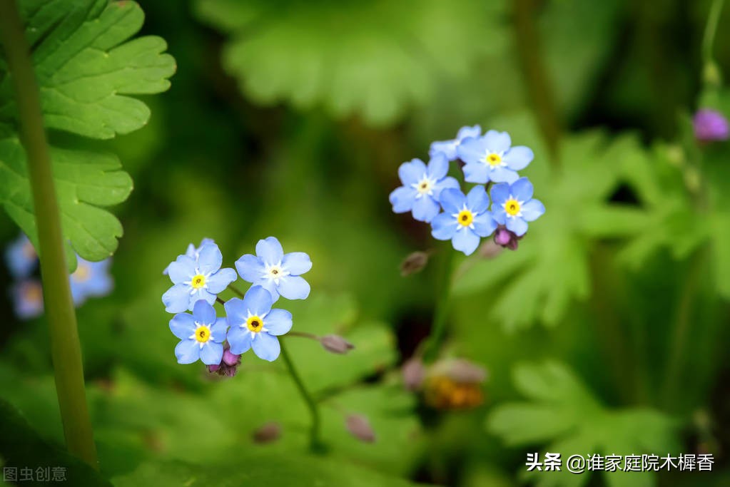 元稹的五首离思，情真意切，对妻子的无限思念，尽在其中