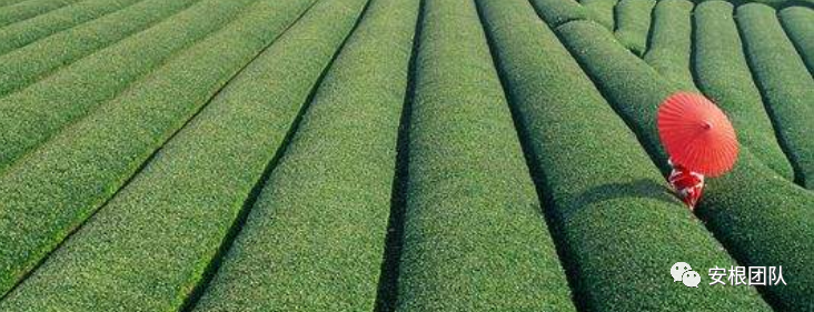 种植合作社对茶农绿色生产行为的影响