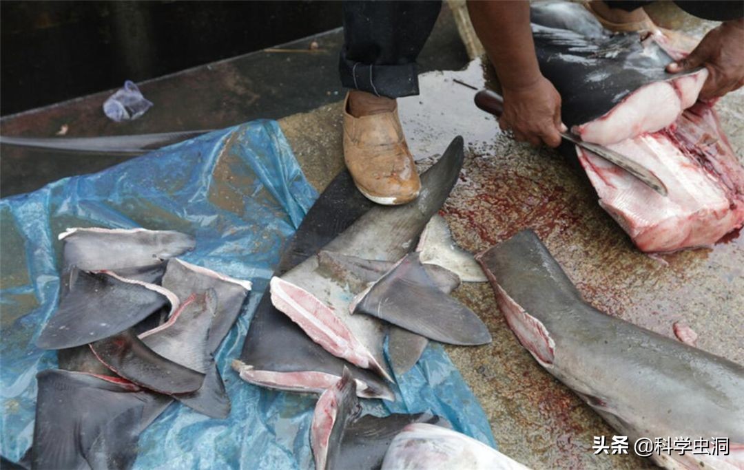 為什麼人類只吃魚翅,卻很少聽說吃鯊魚肉?鯊魚肉真的不好吃嗎?