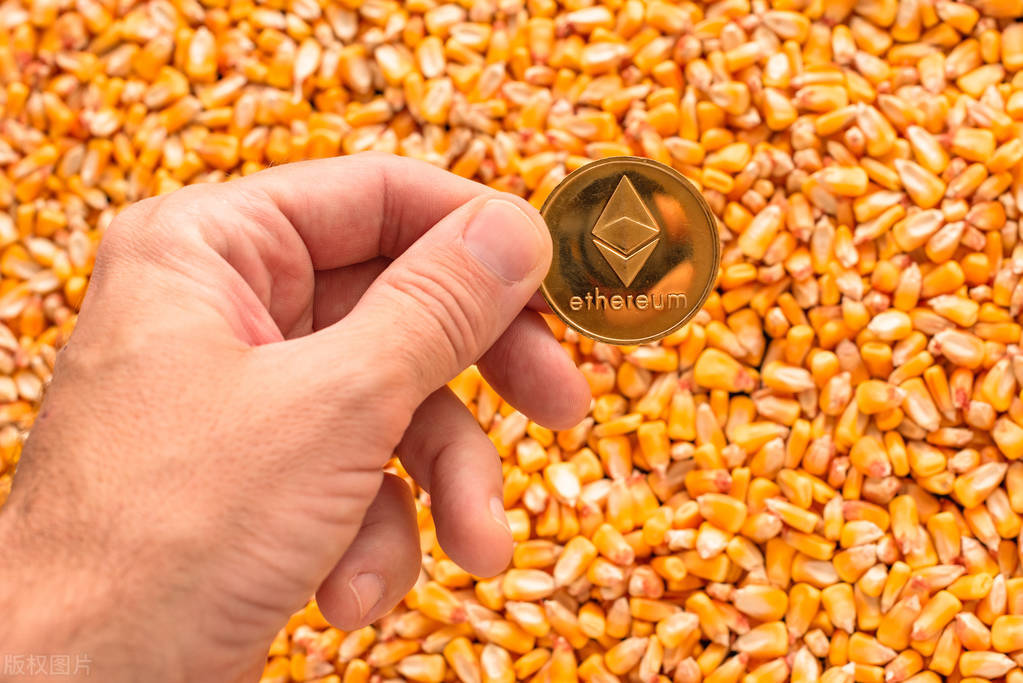 今日合肥玉米价格多少「今日玉米价格涨跌」