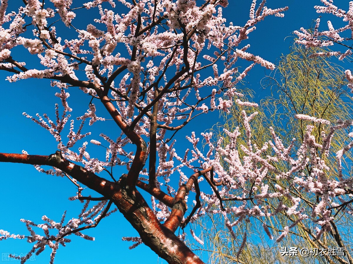 ​仲春春半美诗五首：却忆南园春半夜，荠花如雪草初深