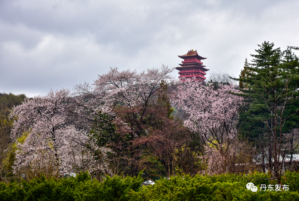 丹东这一地儿入选全国十大赏樱地！赏花攻略提前收藏
