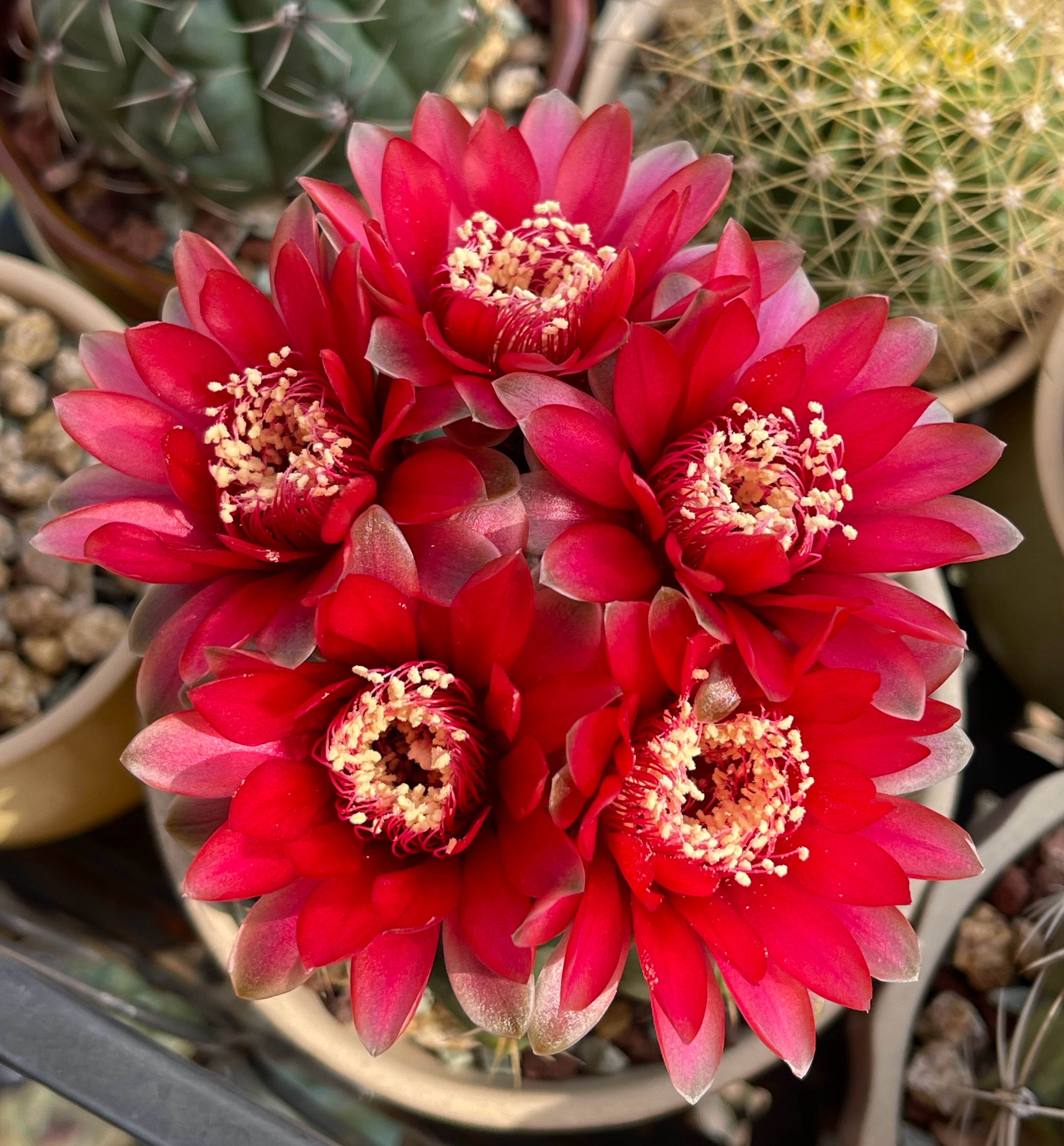 喜欢养仙人球,就选"绯花玉",好养易打理,每年开花很多次