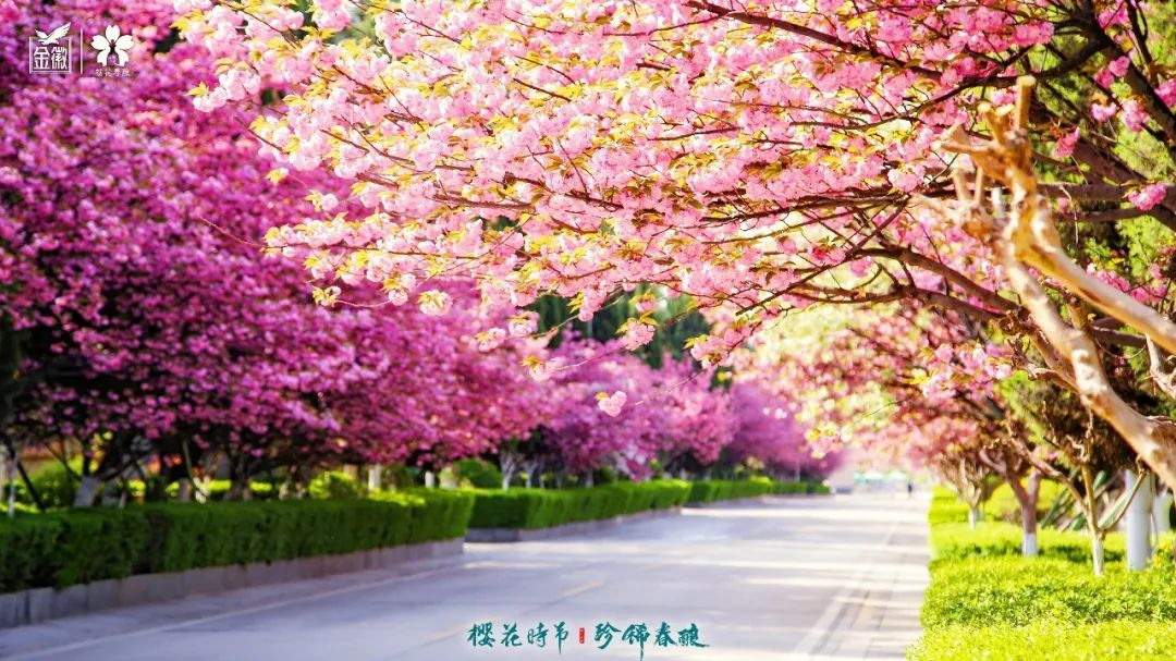 云赏金徽，共鉴2022年“樱花时节 珍稀春酿”