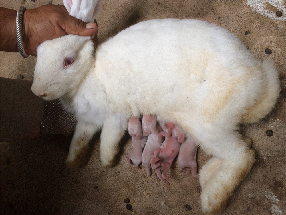 用做比较的方法写兔子的体重