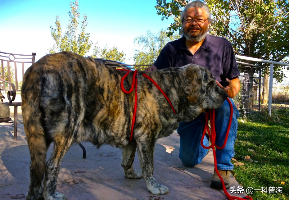 世界上最凶猛的十大恶犬,日本土佐上榜,藏獒只能屈居第二