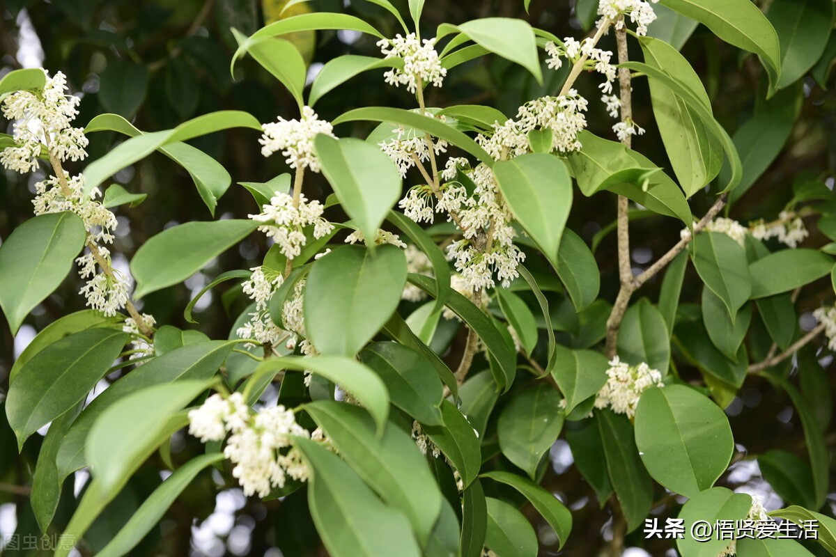 四季桂花图片,红桂花树图片