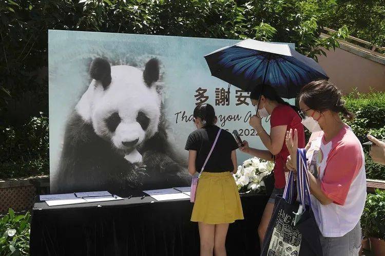 熊猫寿命「卷养熊猫寿命」