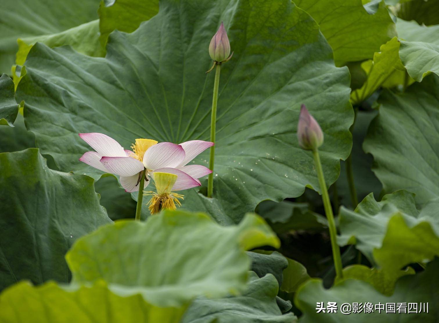 仁寿方家：映日荷花别样红