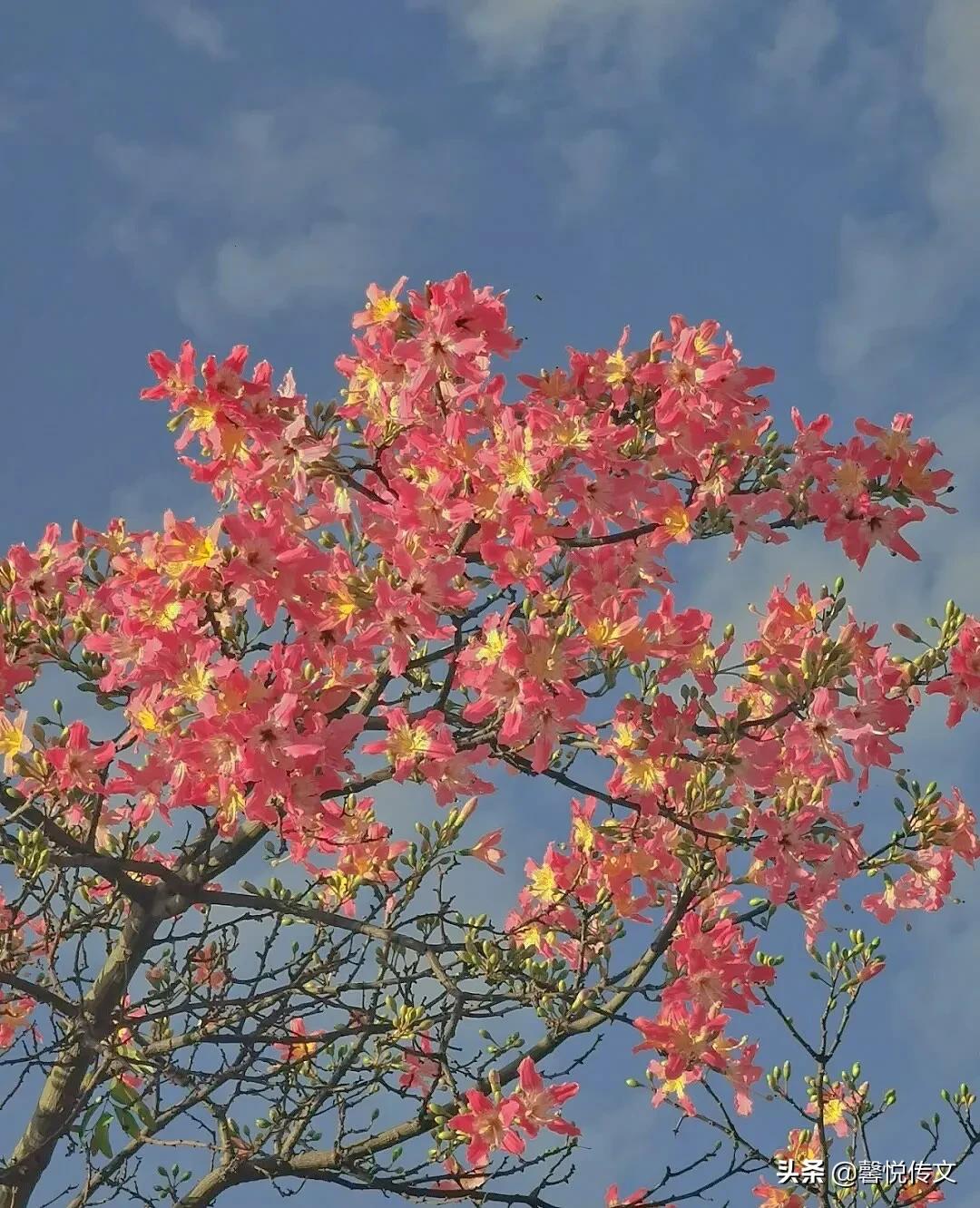 唯美背景图：窗外日光弹指过，席间花影坐前移