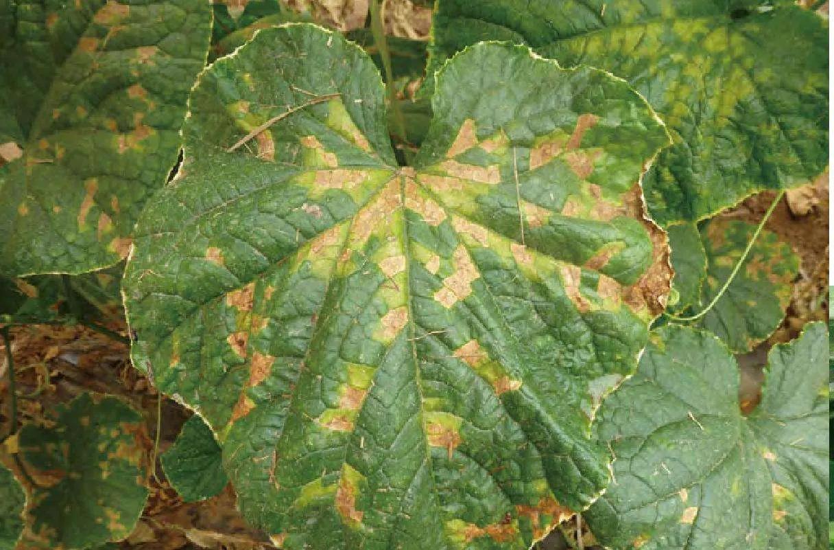 黄瓜黄斑病怎么治(黄瓜有黄斑病怎么防治)-第2张图片-科灵网