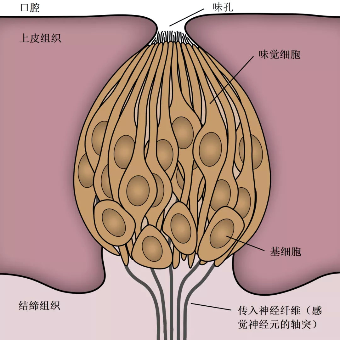 美国科学院公布睾丸上有味蕾?国外网友争相实验,用酱油泡"蛋"