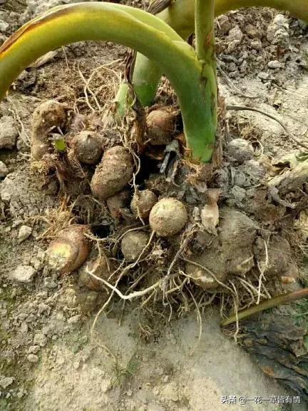 又要种芋头了芋头怎么种出来