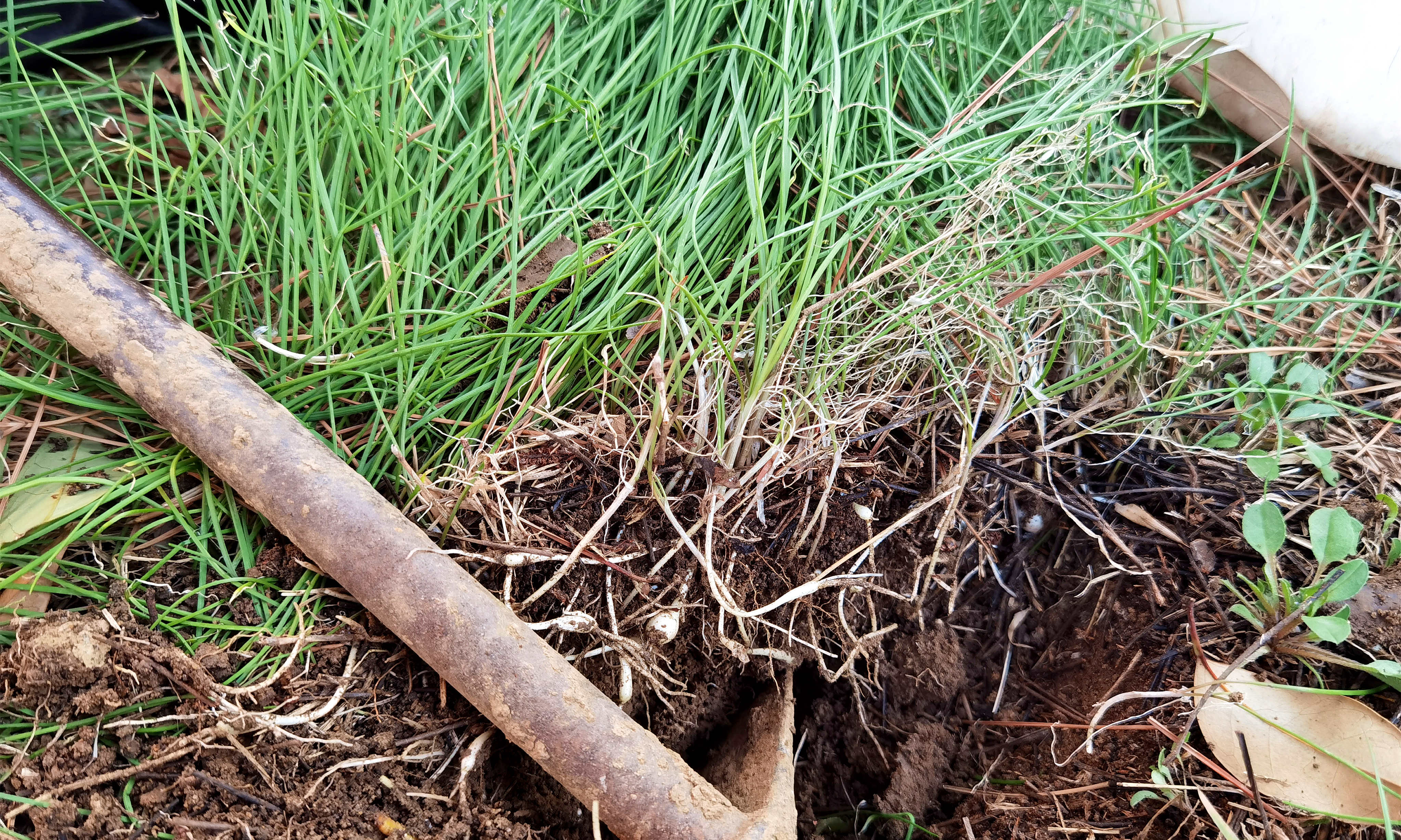 野葱的吃法大全(推荐一种烙鸡蛋饼好吃的野葱)