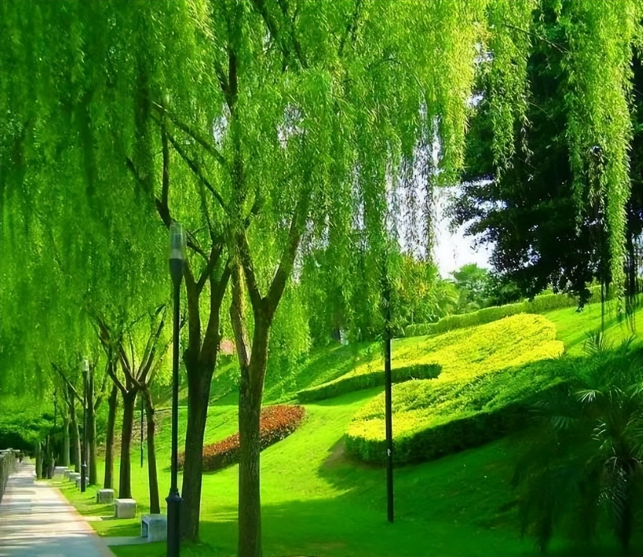 说说安徽省16个地级市的市树和市花