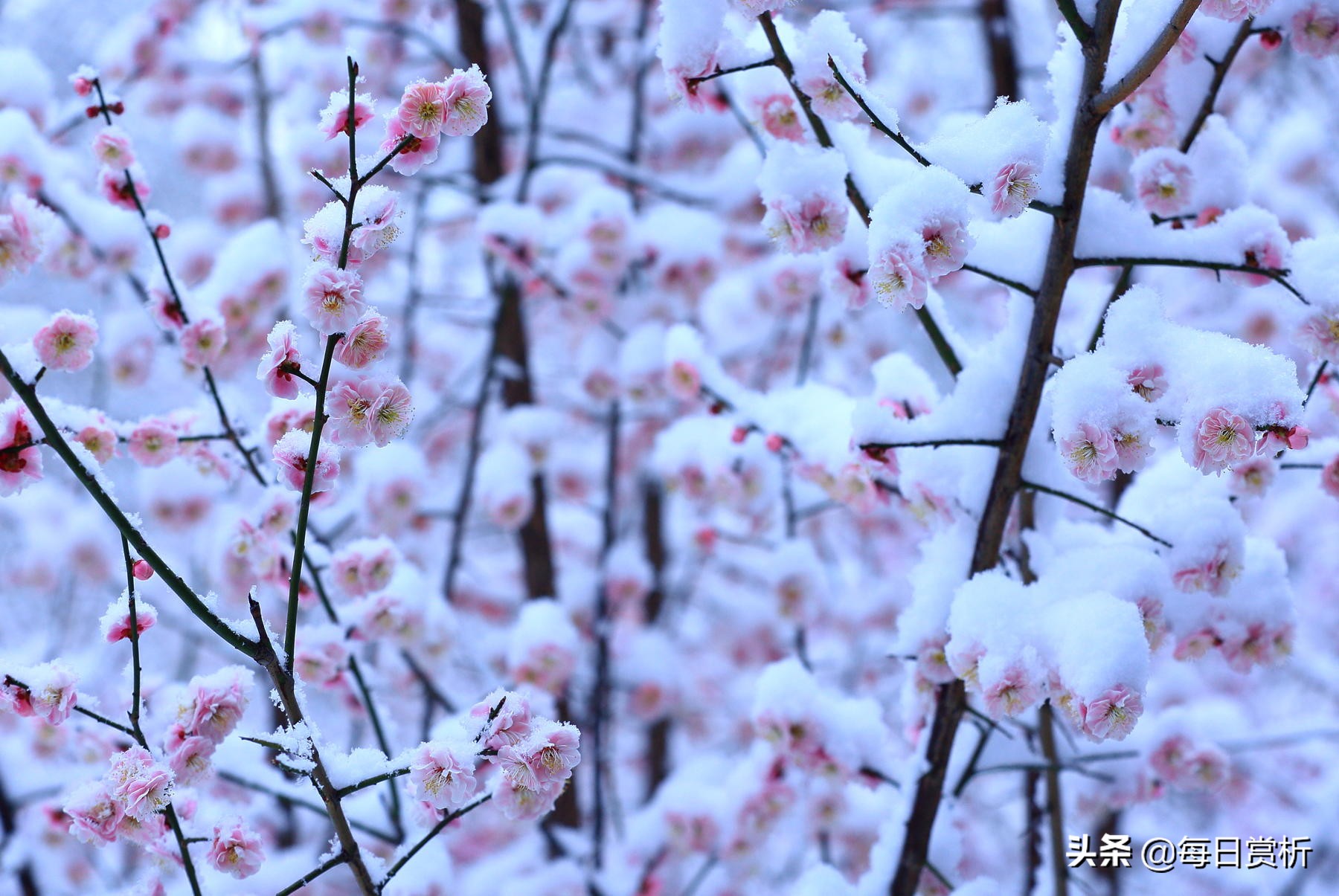 阳春三月雪，雪落枝头，佳片佳句