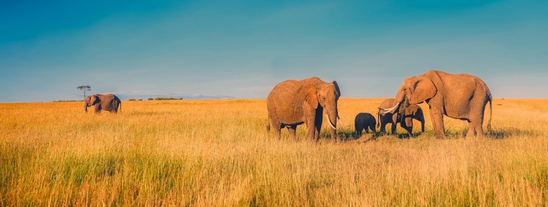 隐藏的革命！贝类化学与聚合物相结合，创造出可生物降解胶粘剂