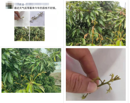 新梢、花蕾需要多少氮磷钾?微量元素?连续阴雨天,开花壮花难