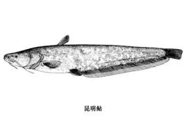 我国境内消失的7种水生动物，仅存图像！它们的消失与人类有关？