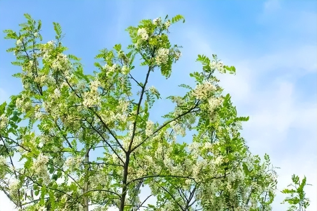 暮春初夏，凤凰岭予你五月的美好