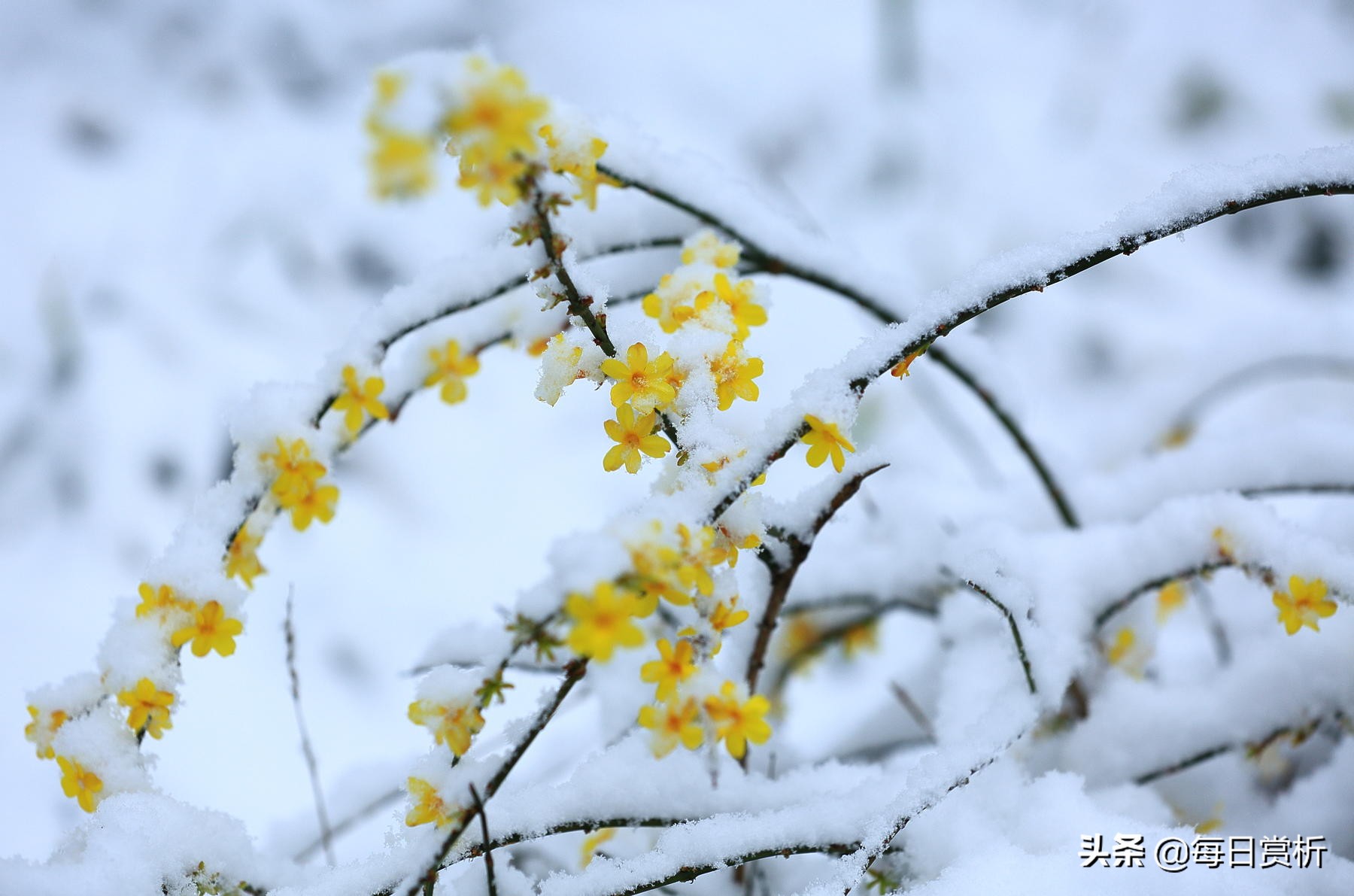 阳春三月雪，雪落枝头，佳片佳句