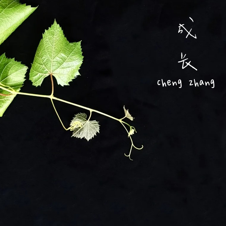 21个技巧，再助你手机拍大片！（影展点评第545期）