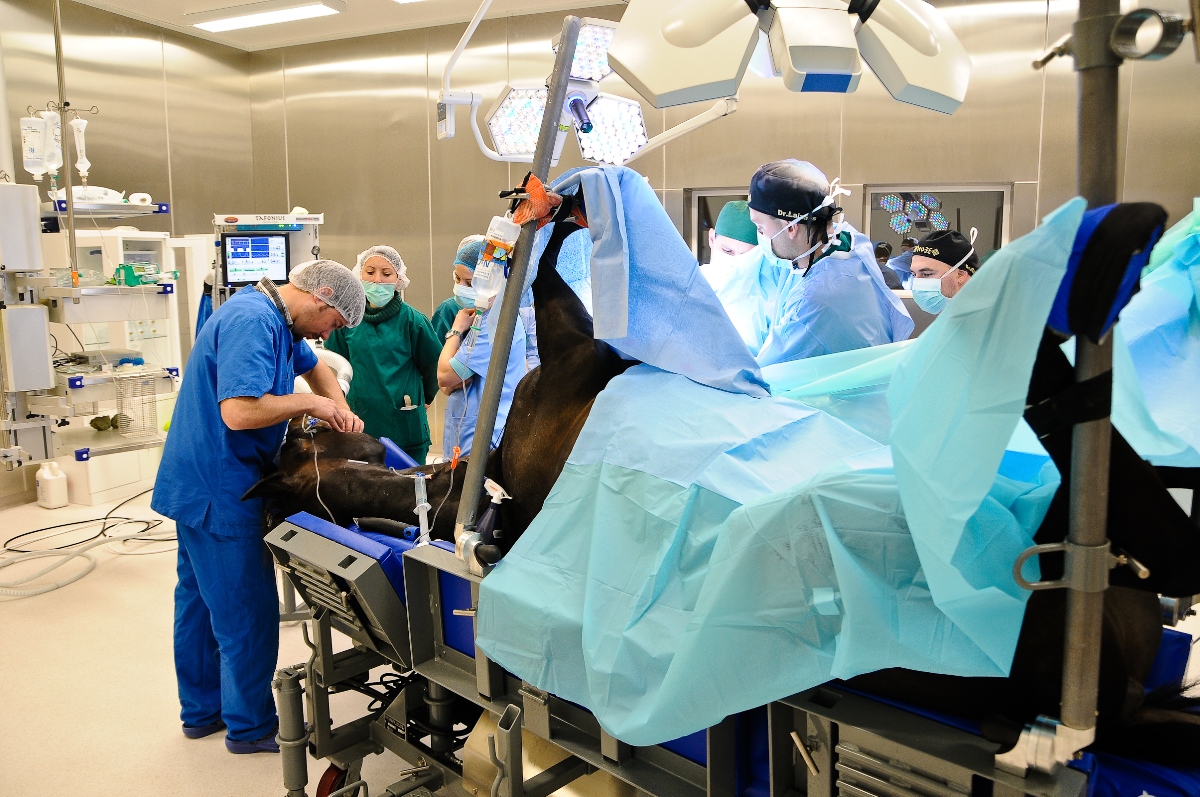 动物医学类专业：你没看错，主体专业就是由以前的兽医更名而来的